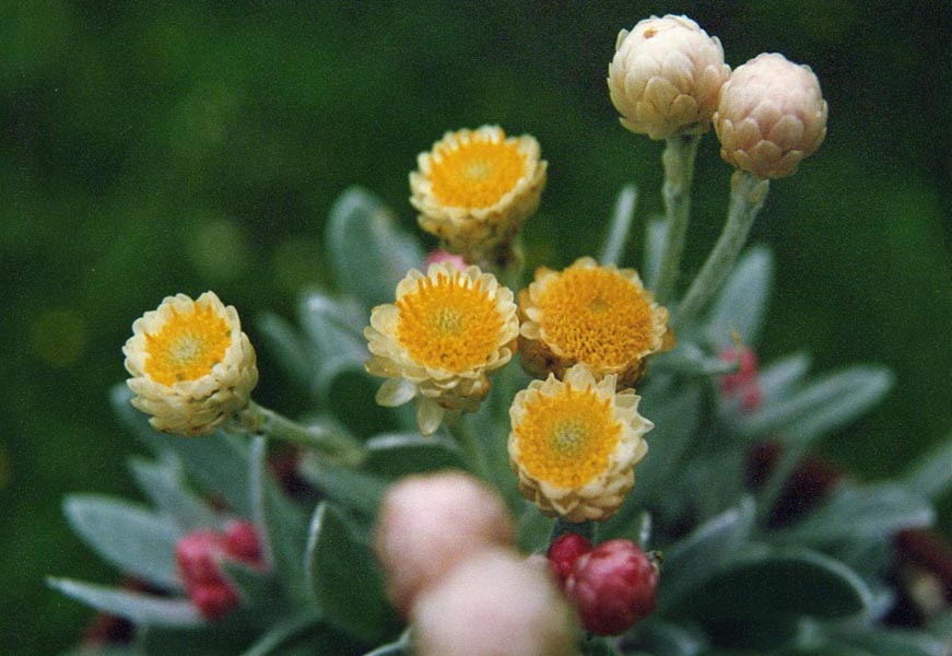 Helichrysum sithorpii photo